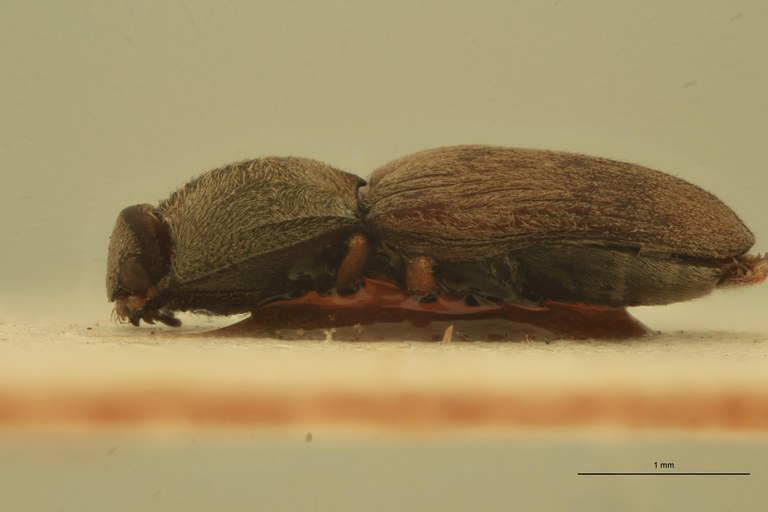 Zorochros sericeus Lt L.jpg Zorochros sericeus Lt L.jpg