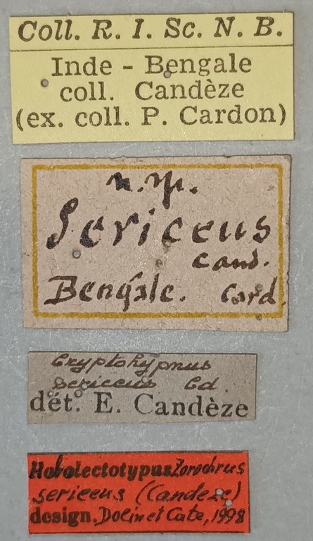 Zorochros sericeus Lt Labels.jpg Zorochros sericeus Lt Labels.jpg