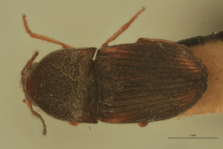 Zorochros tactus Ht D.jpg