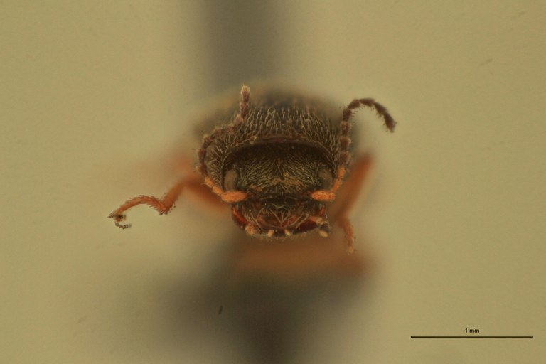 Zorochros tactus Ht F.jpg