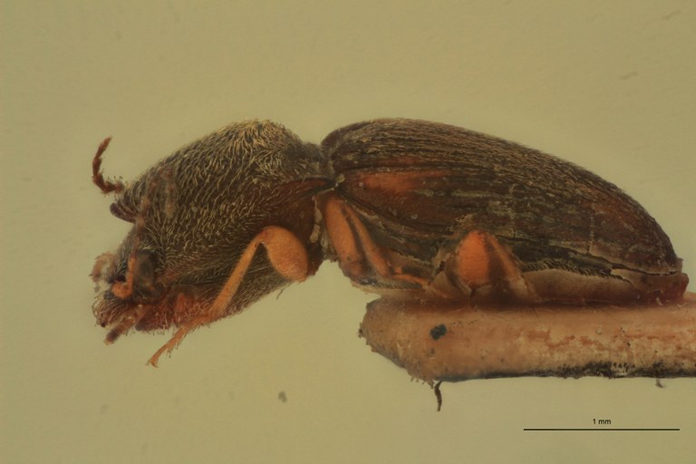 Zorochros tactus Ht L.jpg