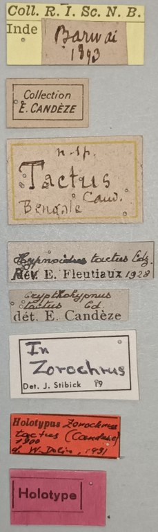 Zorochros tactus Ht Labels.jpg