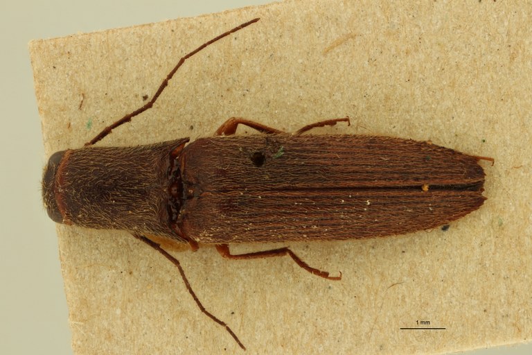 Adiaphorus modestus Pt D.jpg