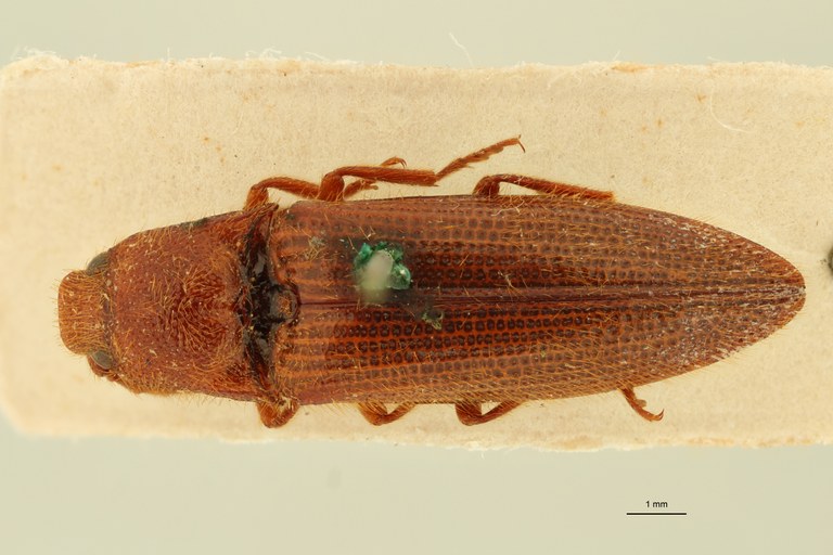 Anoplischius anemicus Pt D.jpg