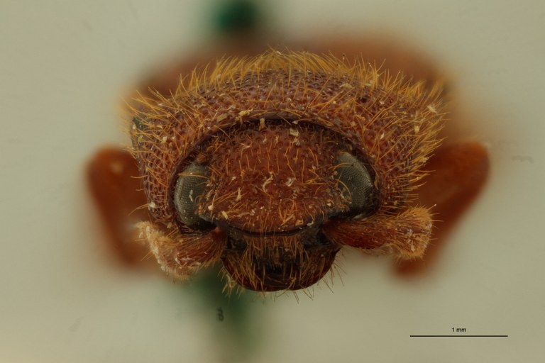 Anoplischius anemicus Pt F.jpg