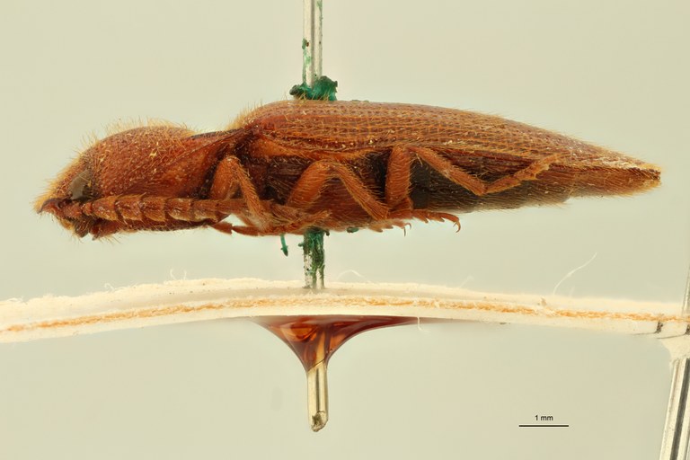 Anoplischius anemicus Pt L.jpg