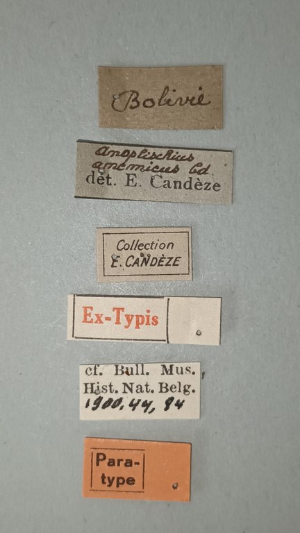 Anoplischius anemicus Pt Labels.jpg