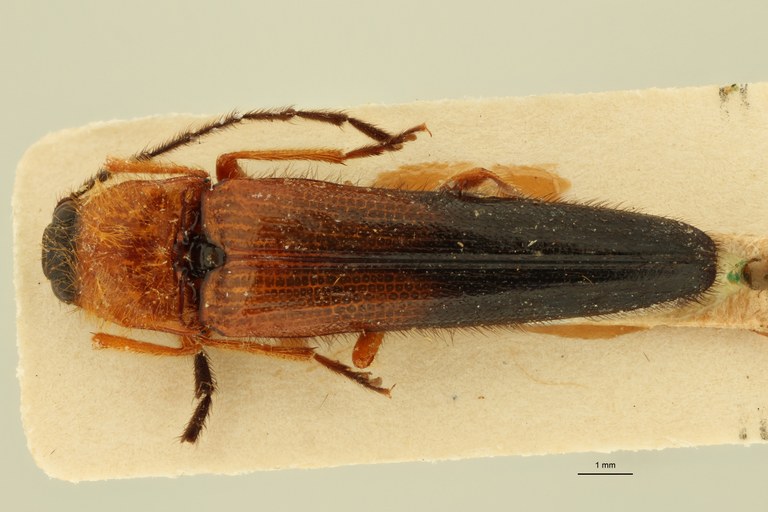 Anoplischius conicus Pt D.jpg