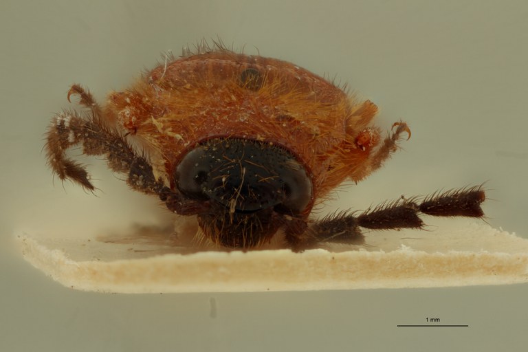 Anoplischius conicus Pt F.jpg