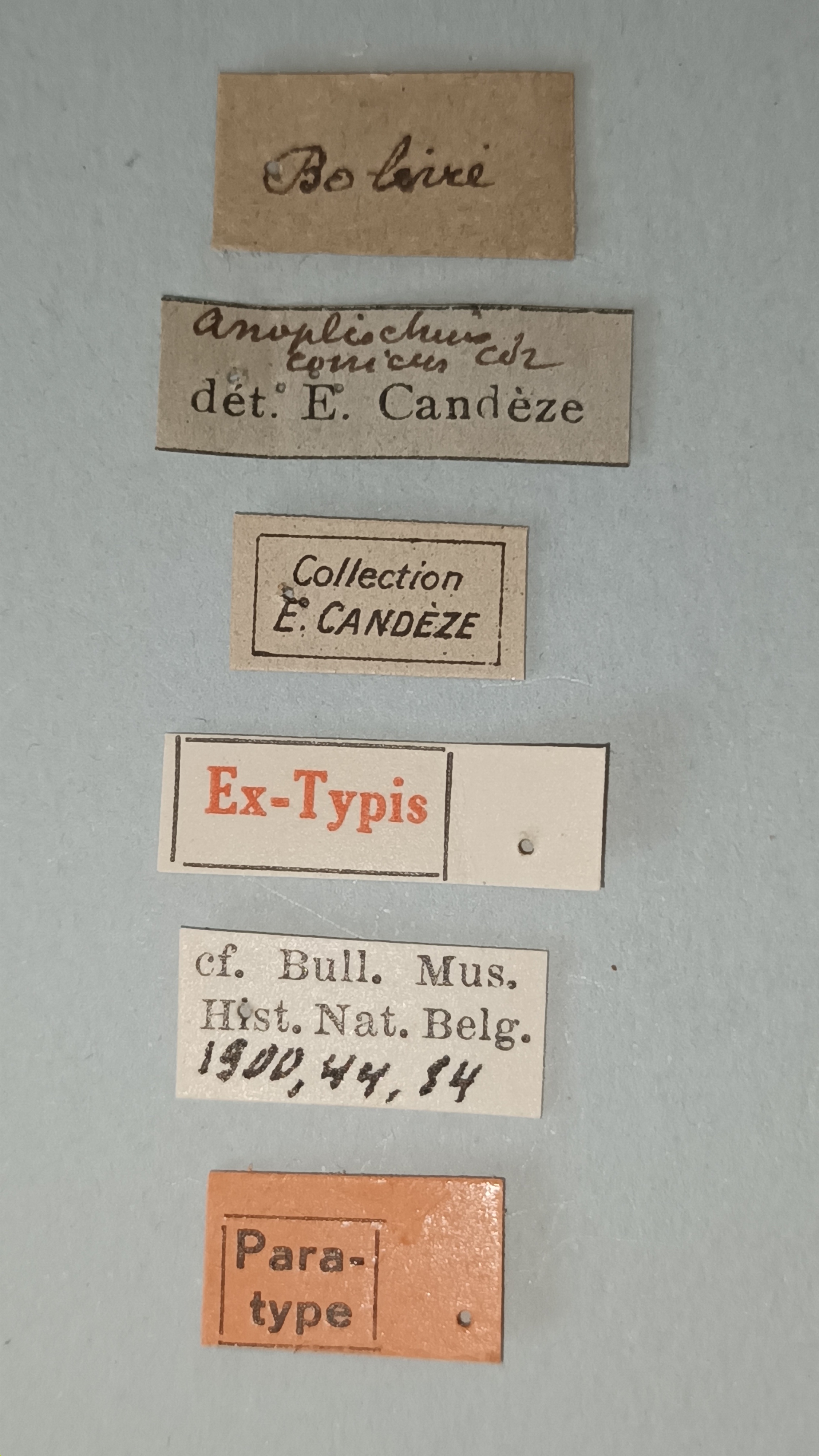Anoplischius conicus Pt Labels.jpg