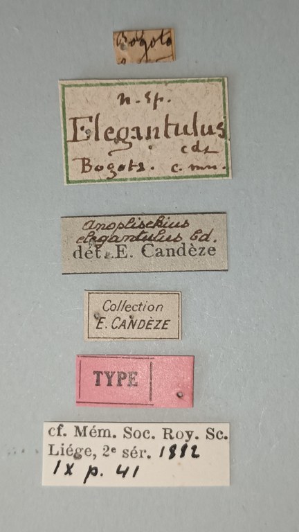 Anoplischius elegantulus T Labels.jpg