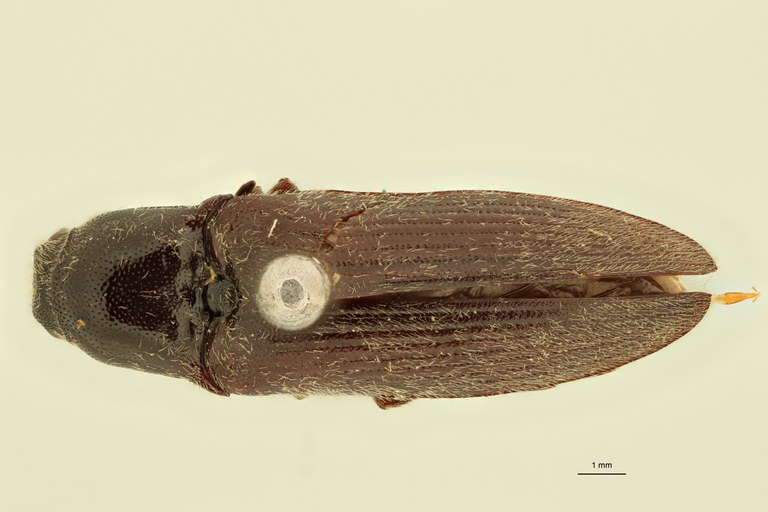 Anoplischius griseopilosus T D.jpg