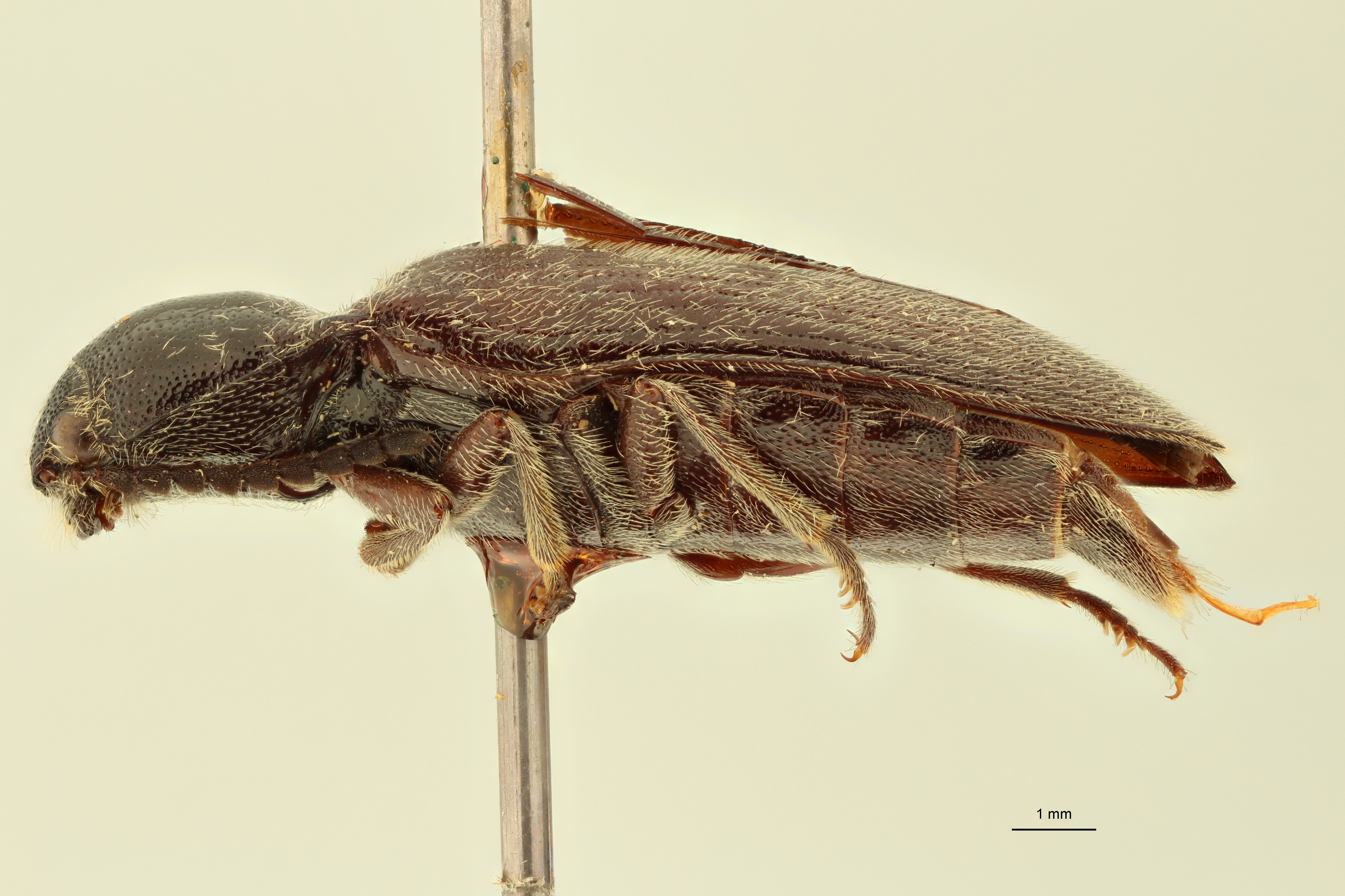 Anoplischius griseopilosus T L.jpg