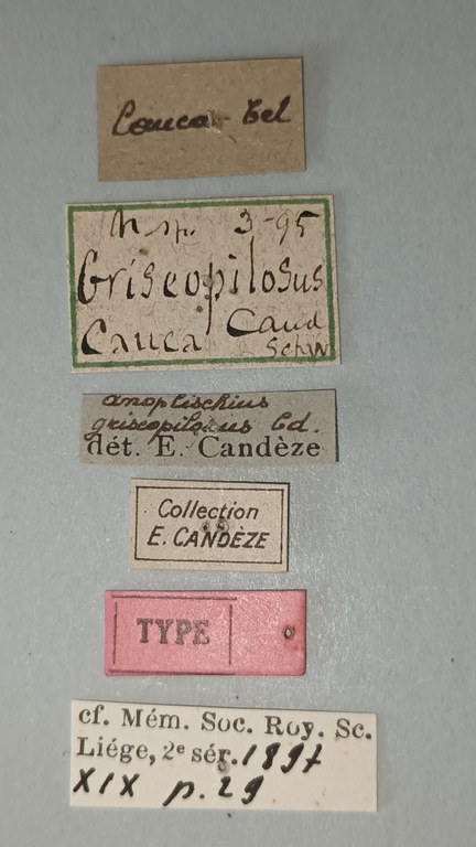 Anoplischius griseopilosus T Labels.jpg