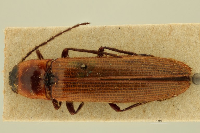 Anoplischius insolitus Pt D.jpg