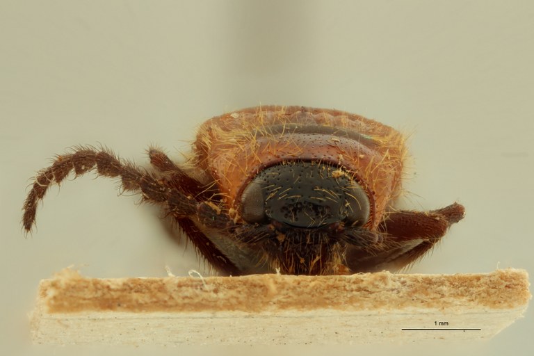 Anoplischius insolitus Pt F.jpg