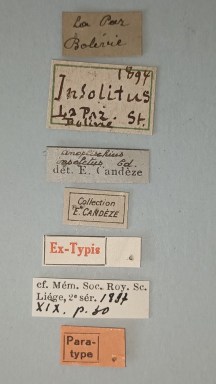 Anoplischius insolitus Pt Labels.jpg