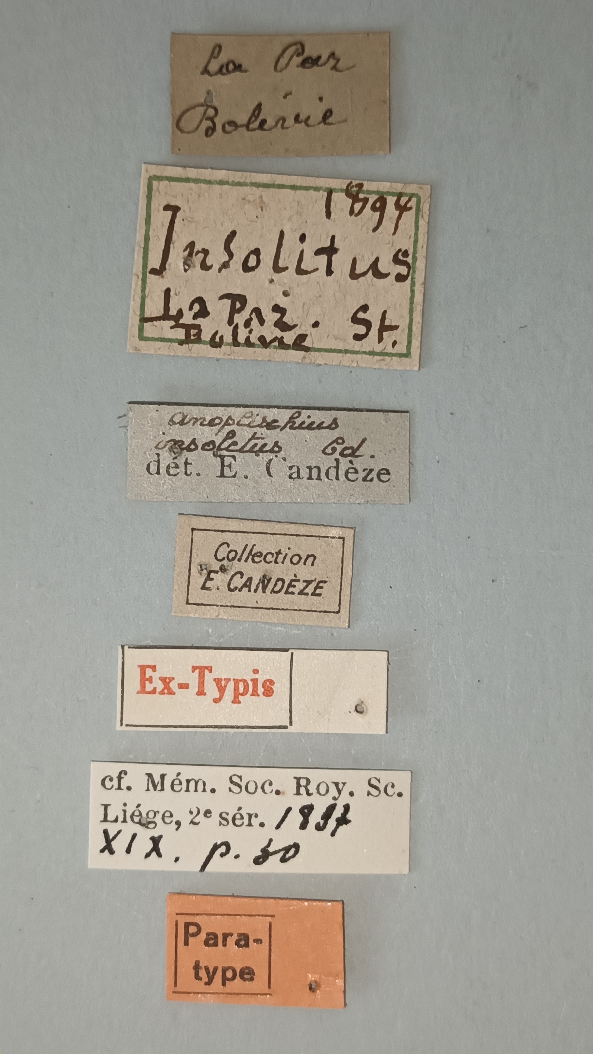 Anoplischius insolitus Pt Labels.jpg