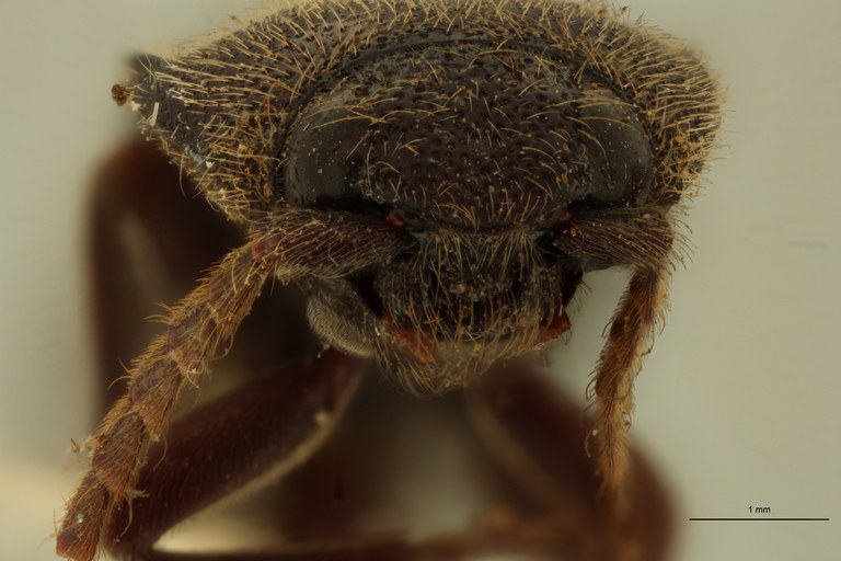 Anoplischius melanotiformis Pt F.jpg