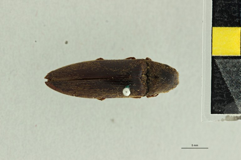 Anoplischius rusticus Pt D.jpg