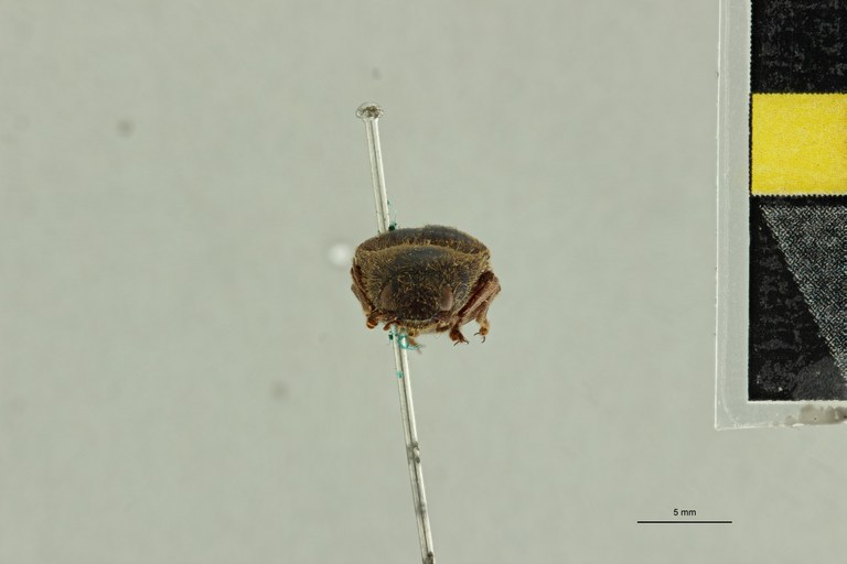 Anoplischius rusticus Pt F.jpg