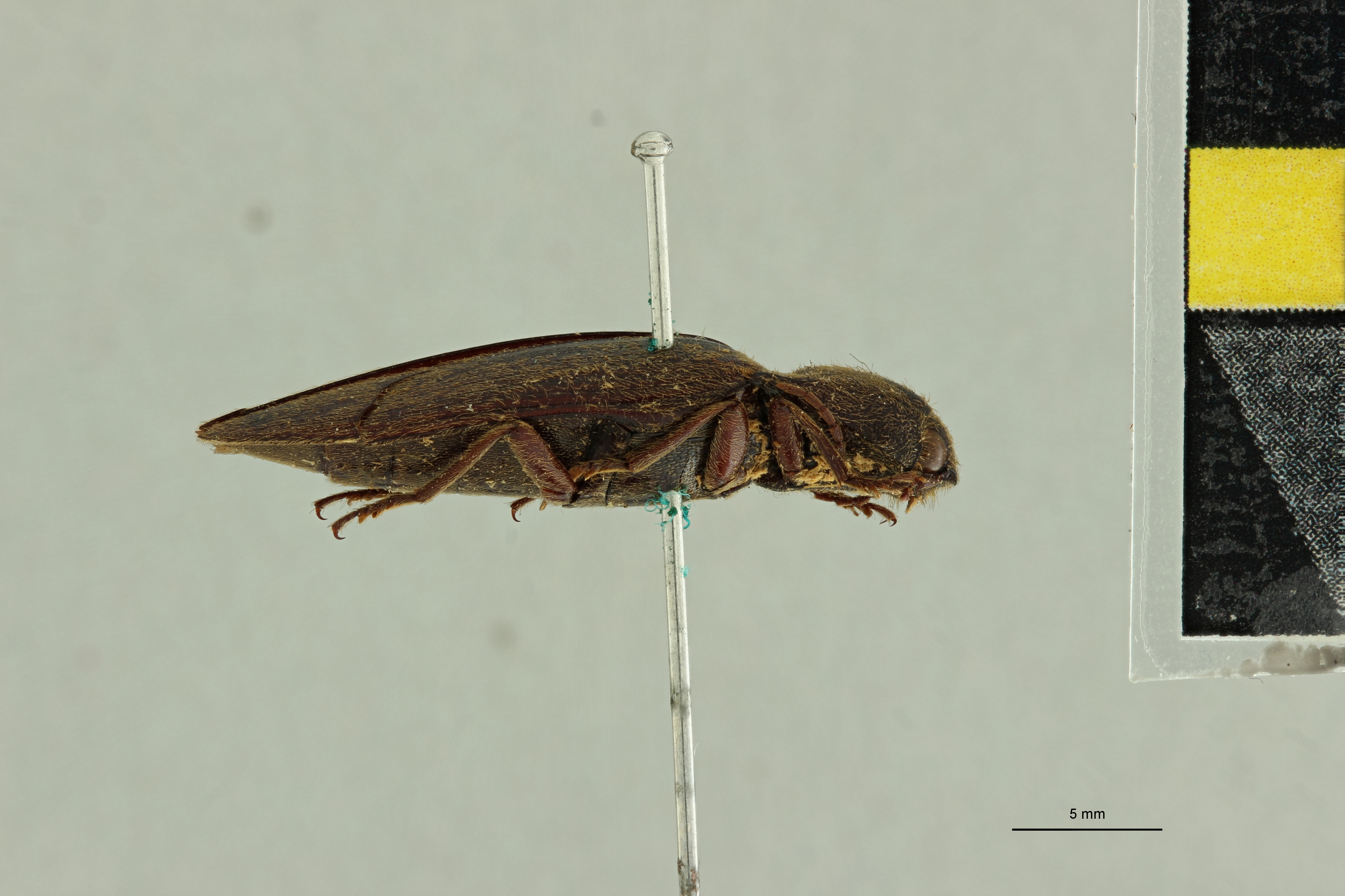 Anoplischius rusticus Pt L.jpg