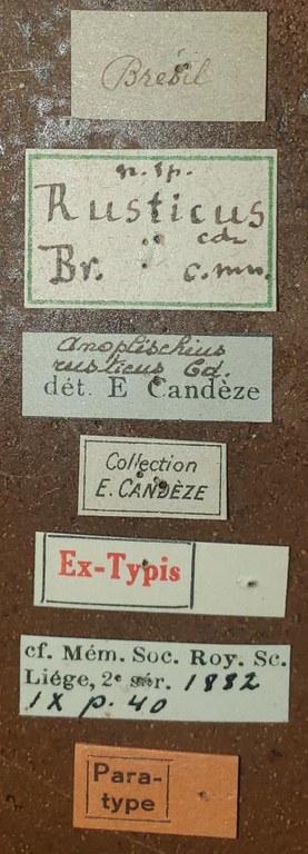 Anoplischius rusticus Pt Labels.jpg