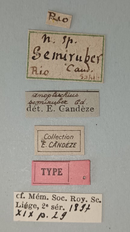 Anoplischius semiruber T Labels.jpg
