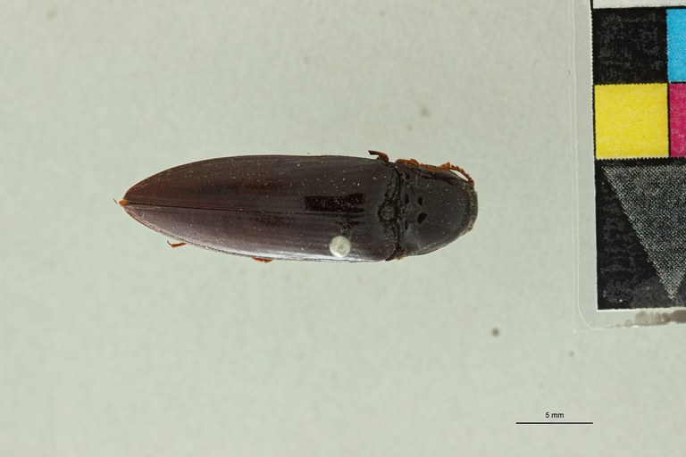 Atractodes illinitus T D.jpg Atractodes illinitus T D.jpg