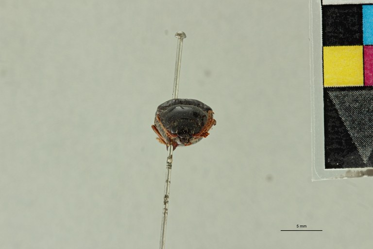 Atractodes illinitus T F.jpg Atractodes illinitus T F.jpg