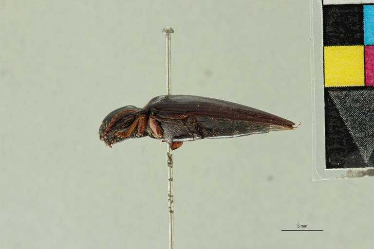 Atractodes illinitus T L.jpg Atractodes illinitus T L.jpg