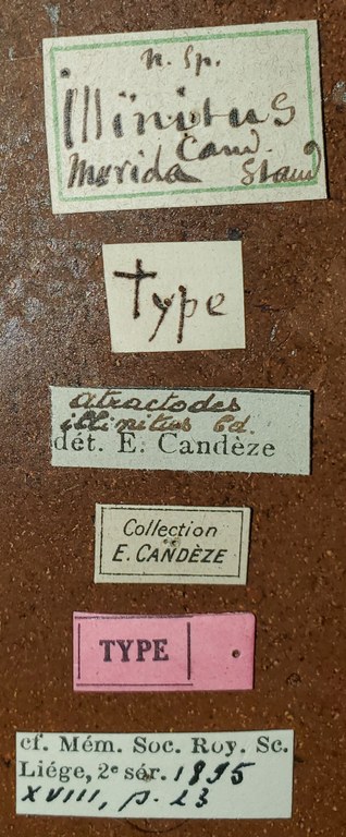 Atractodes illinitus T Labels.jpg Atractodes illinitus T Labels.jpg