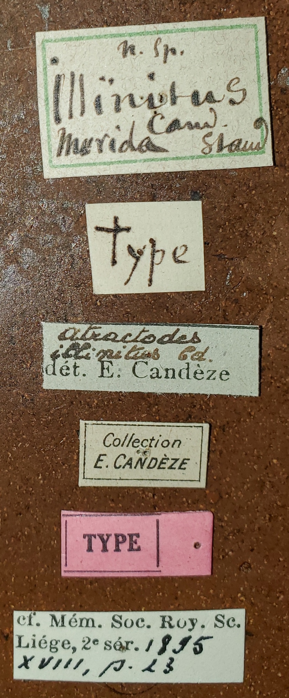 Atractodes illinitus T Labels.jpg