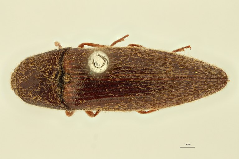 Atractosomus castaneus Pt D.jpg