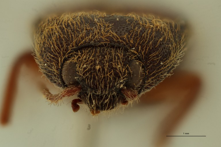 Atractosomus castaneus Pt F.jpg