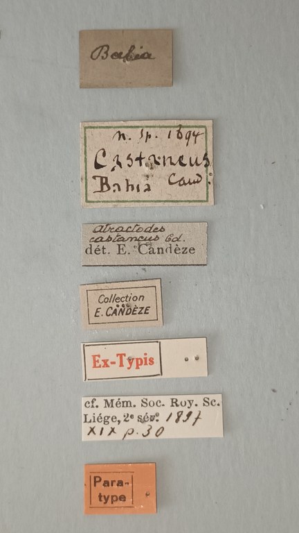 Atractosomus castaneus Pt Labels.jpg
