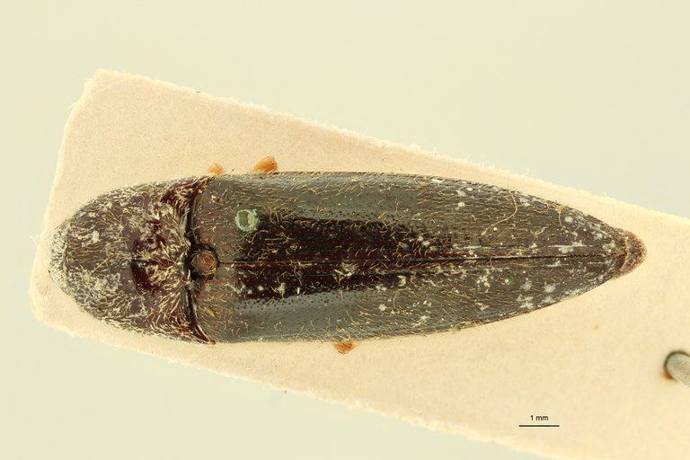 Atractosomus flavipes Pt D.jpg