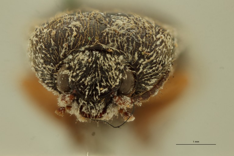 Atractosomus flavipes Pt F.jpg