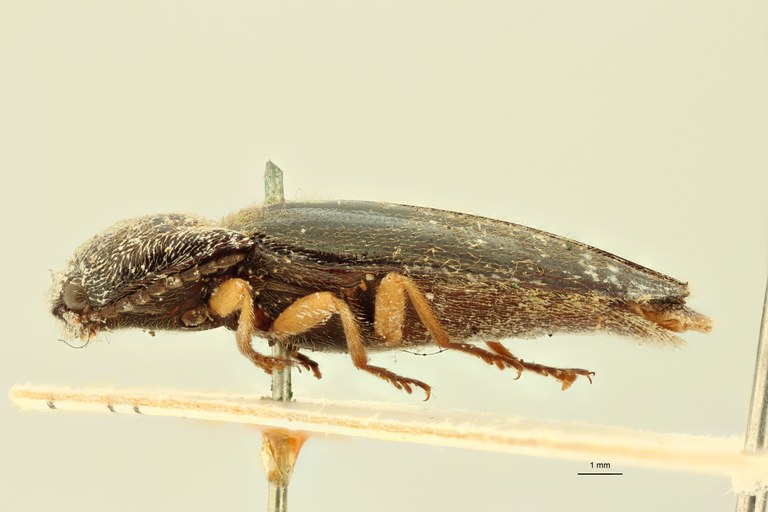 Atractosomus flavipes Pt L.jpg
