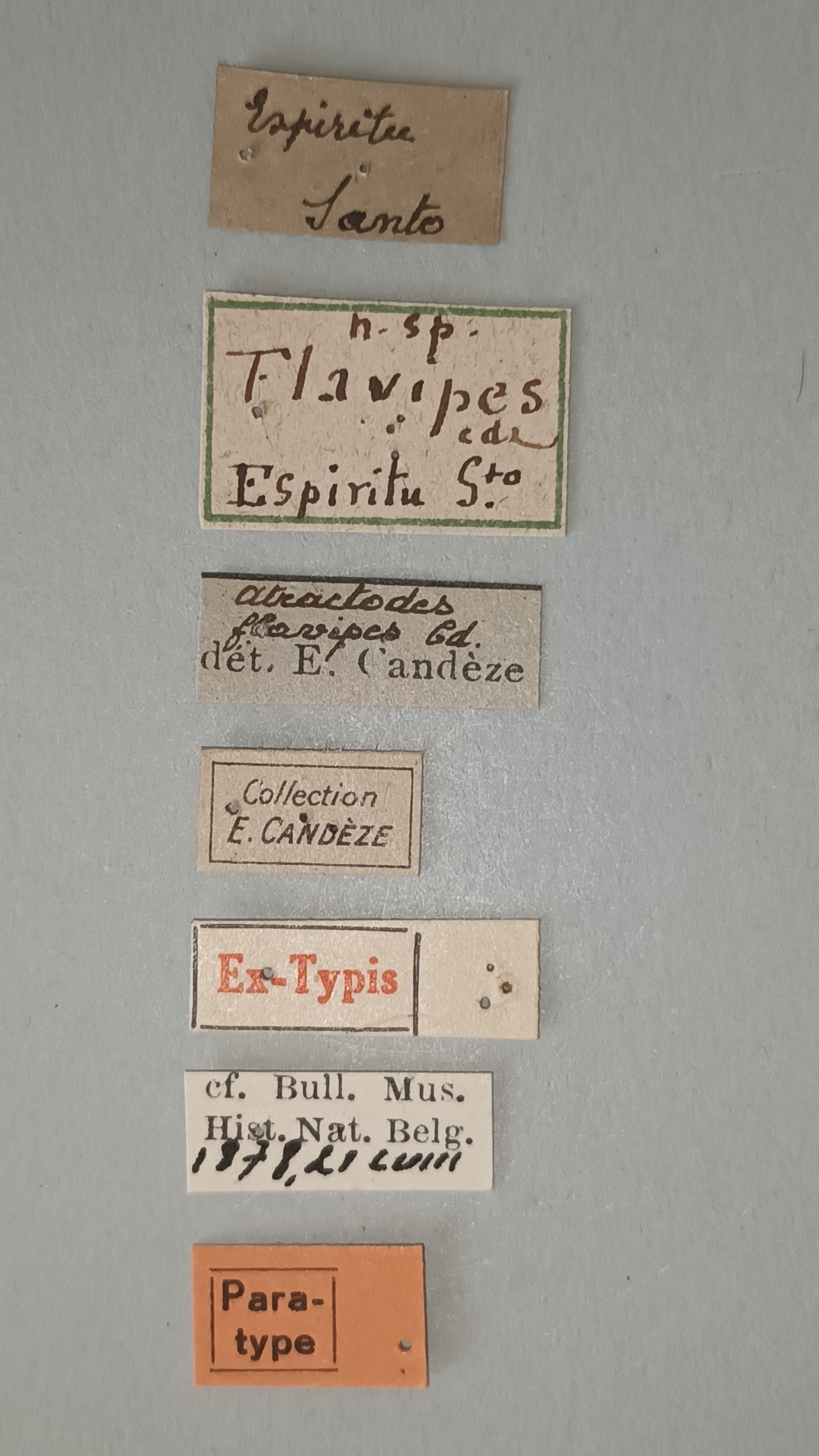 Atractosomus flavipes Pt Labels.jpg