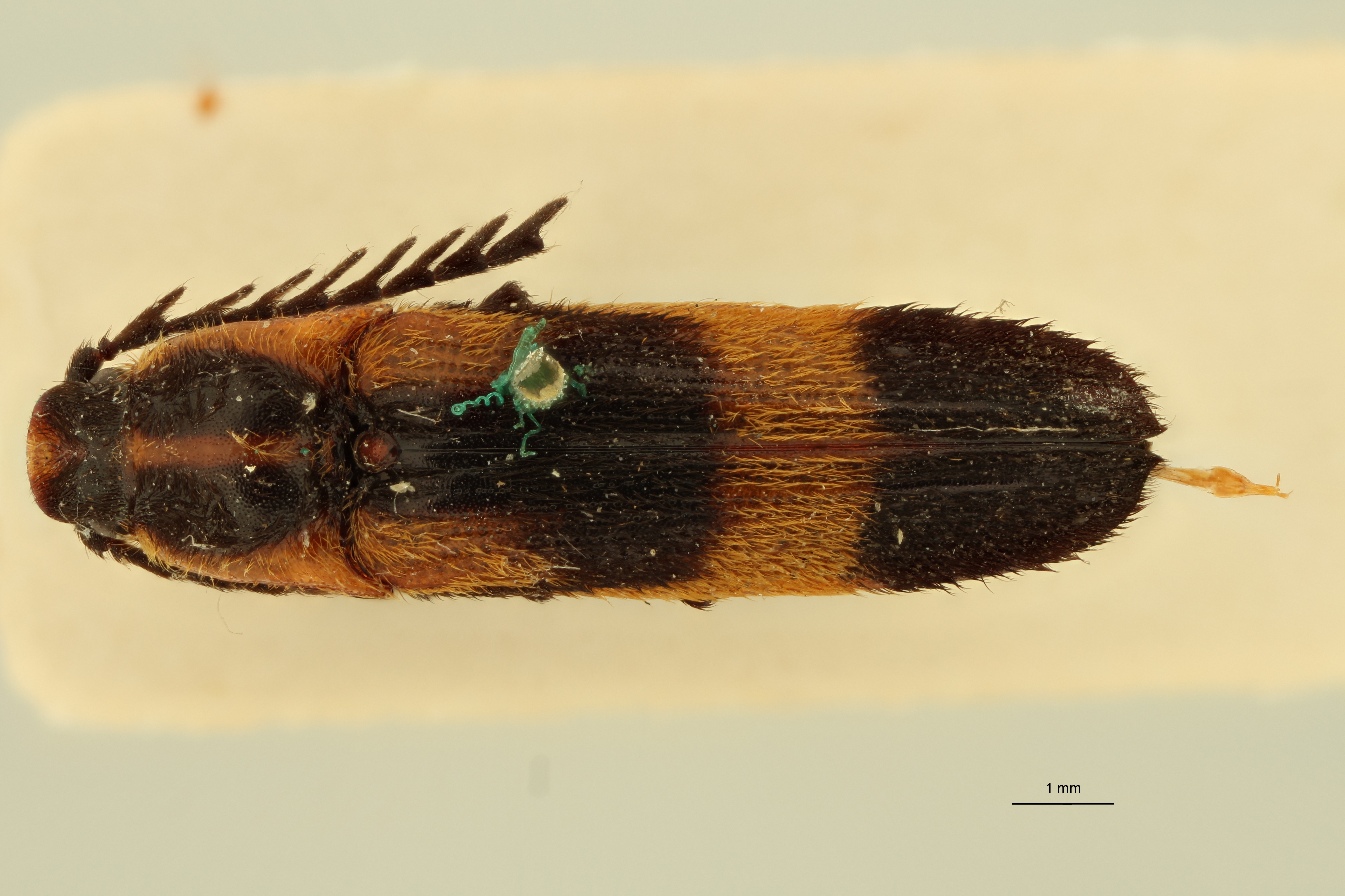 Crepidius ornatus T D.jpg