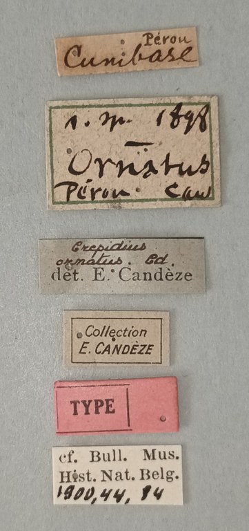 Crepidius ornatus T Labels.jpg