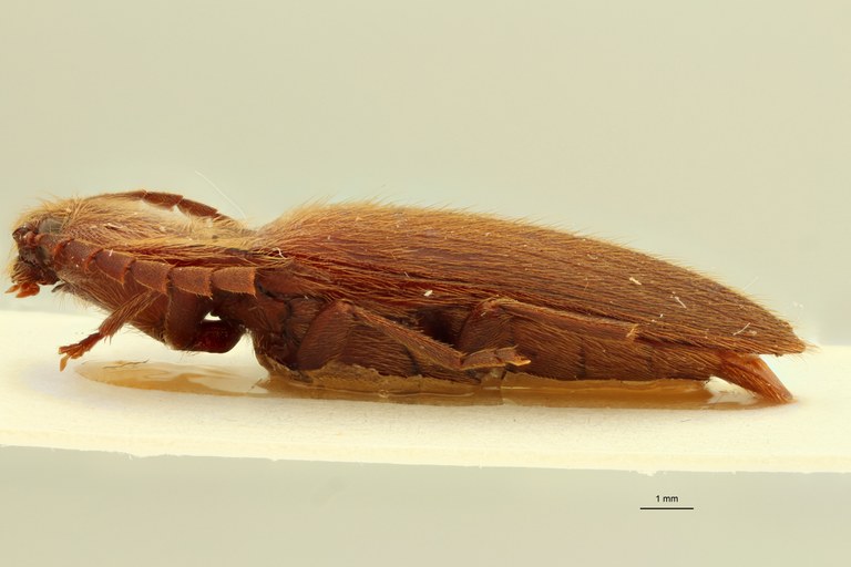 Dayakus angularis M Lt L.jpg