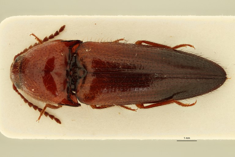 Dayakus atractospilus Pt D.jpg