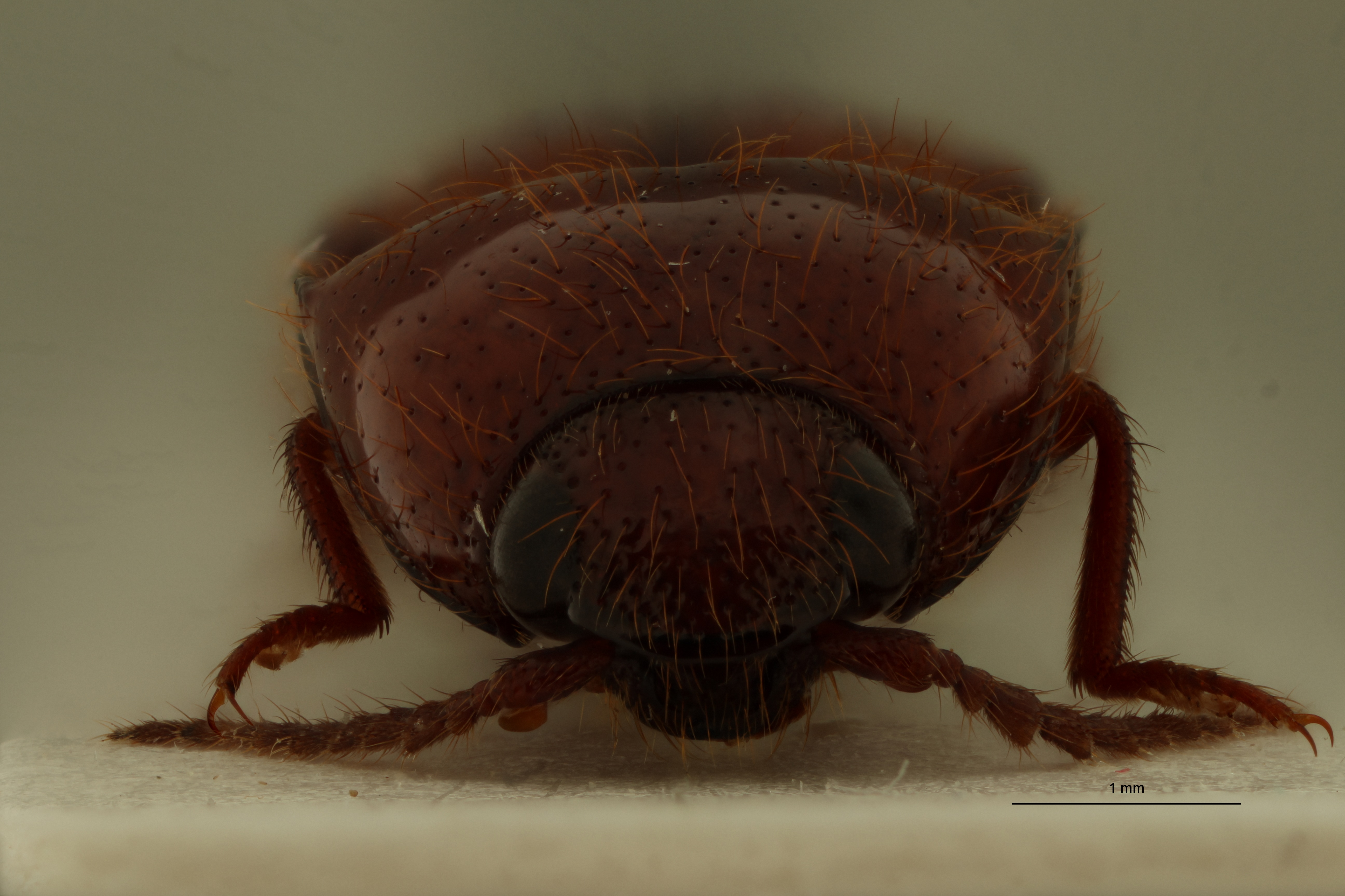 Dayakus atractospilus Pt F.jpg