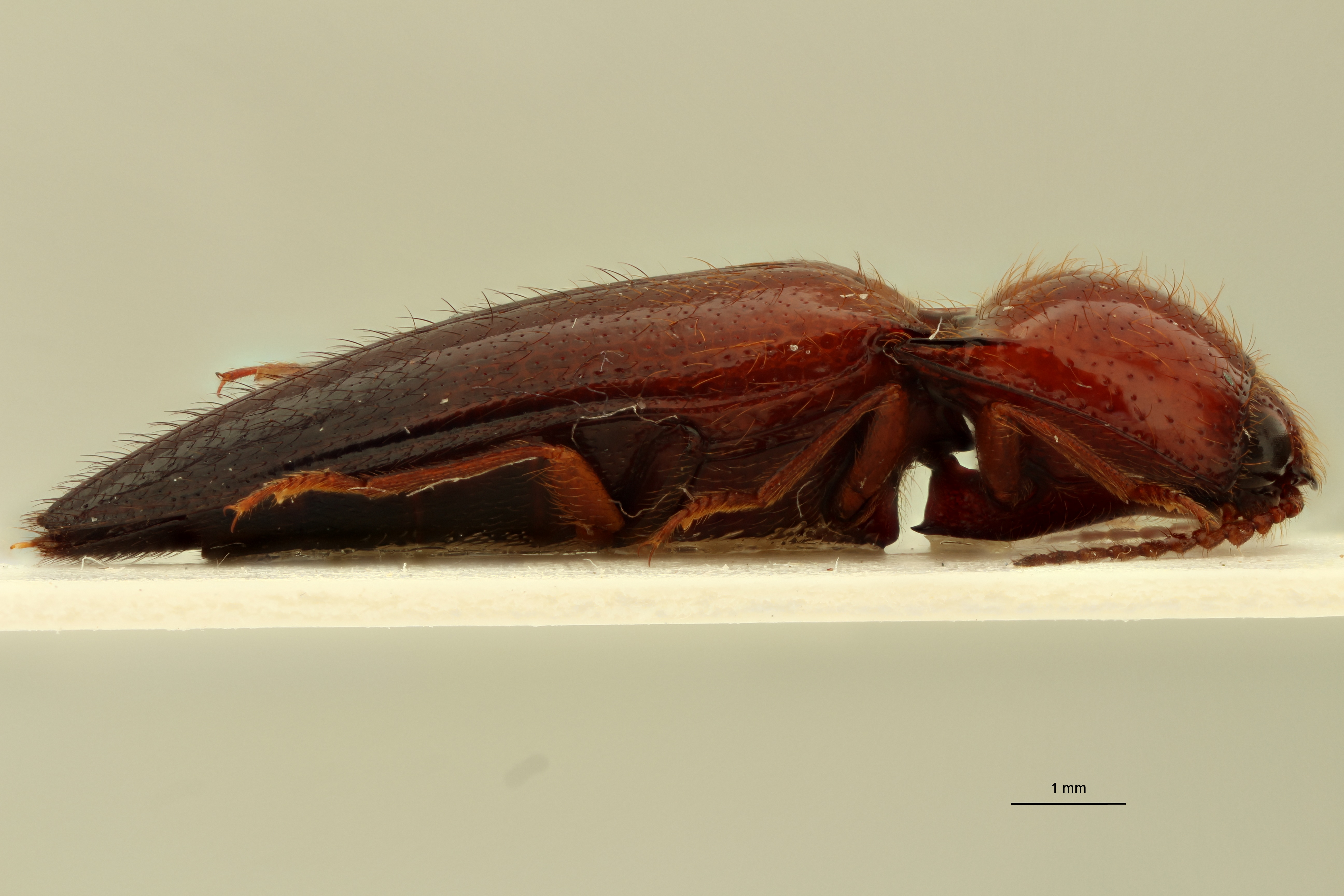 Dayakus atractospilus Pt L.jpg