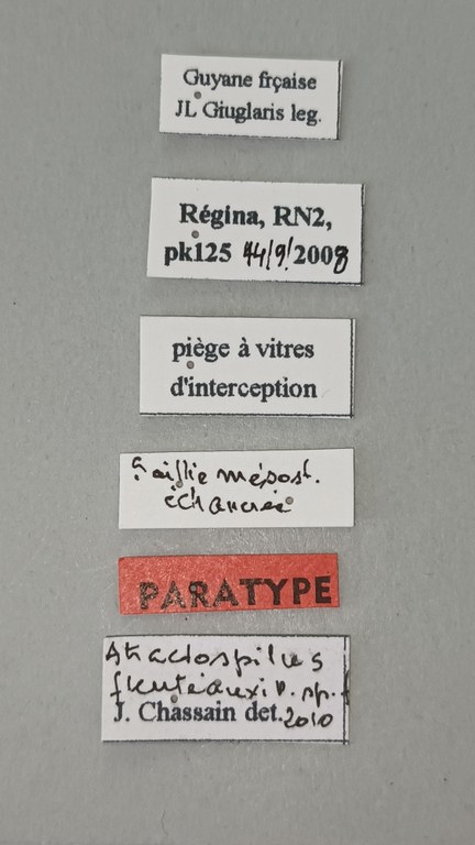 Dayakus atractospilus Pt Labels.jpg