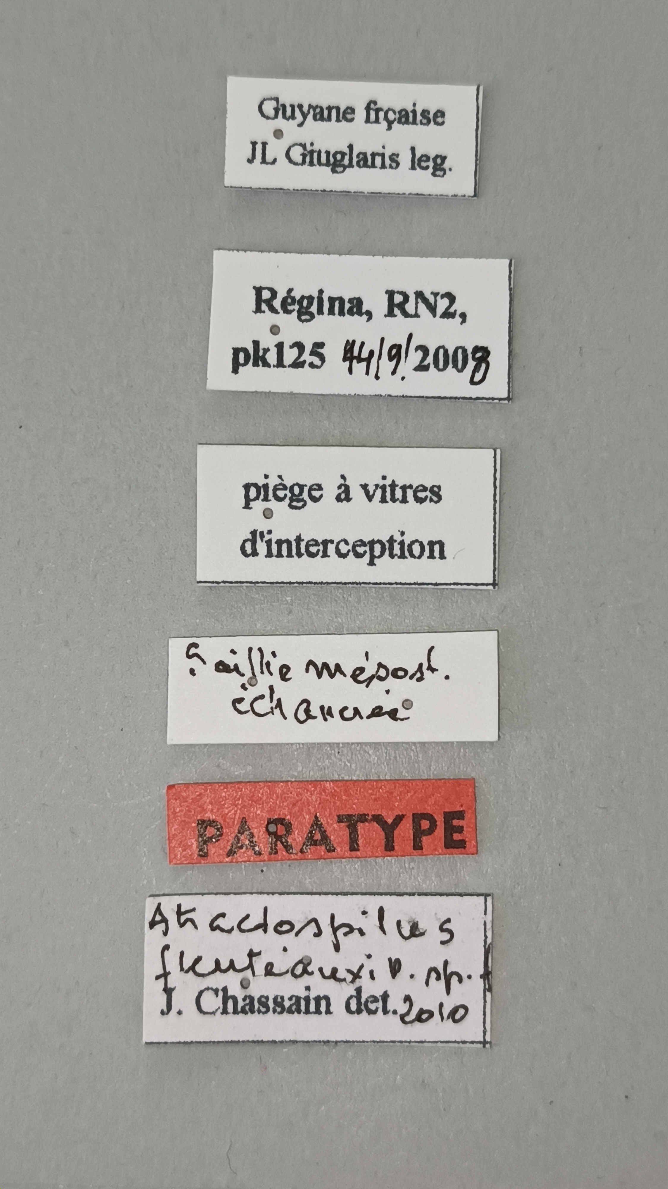 Dayakus atractospilus Pt Labels.jpg