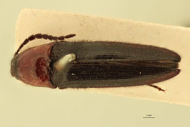 Dipropus erythroderus Ct D.jpg