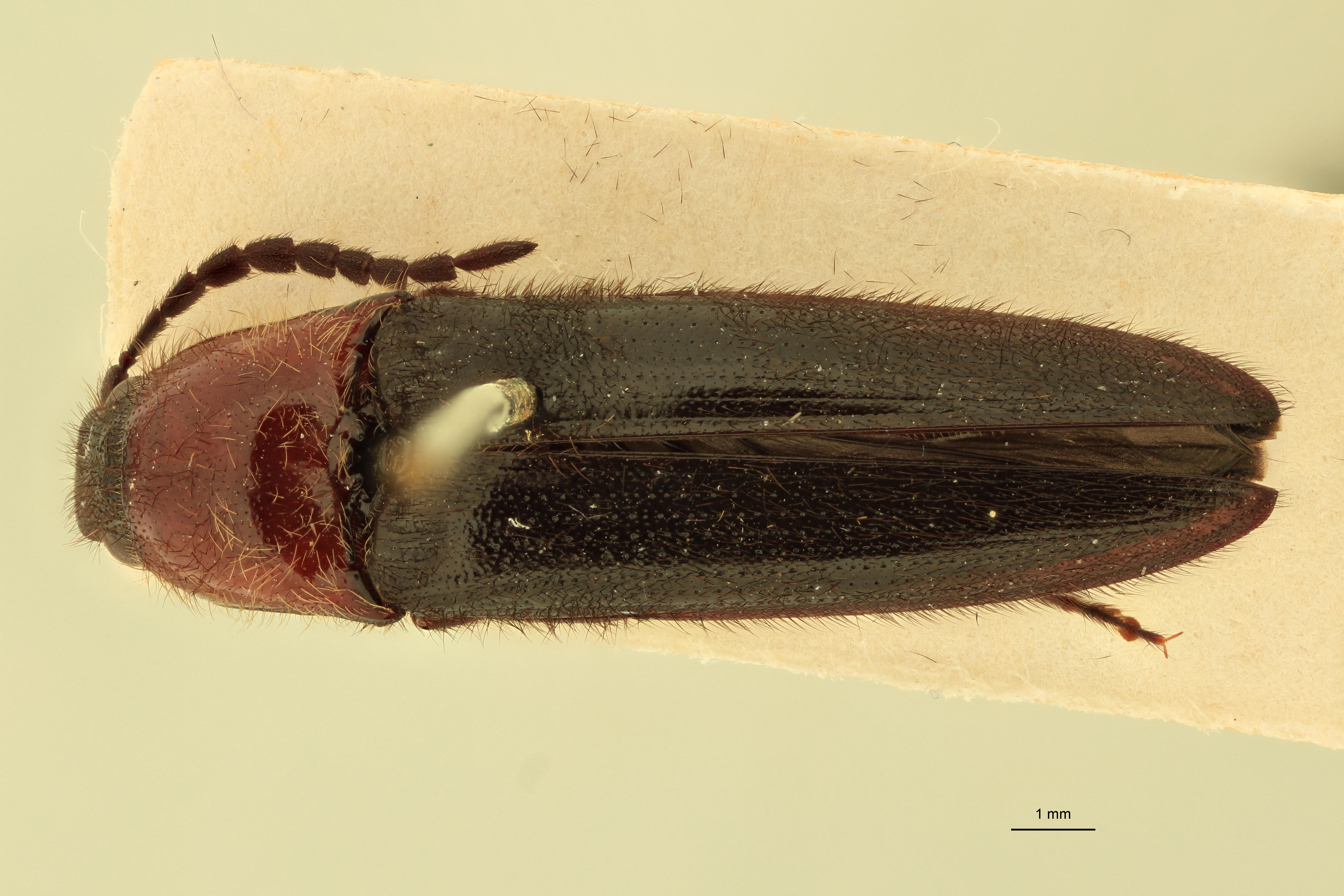 Dipropus erythroderus Ct D.jpg